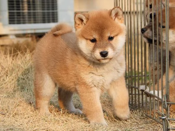 REGALO due cuccioli di Shiba Inu per ladozione disponibili per una buona case i cuccioli sono ben 