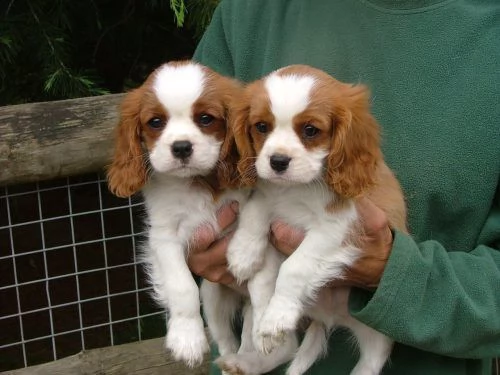 cuccioli di cavalier king femminucce e maschietti disponibili per ladozione gratuita i cuccioli son