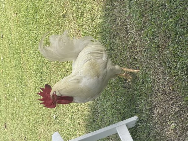 Gallo livornese 