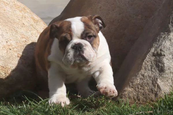 Cuccioli Bulldog Inglese con Pedigree | Foto 3