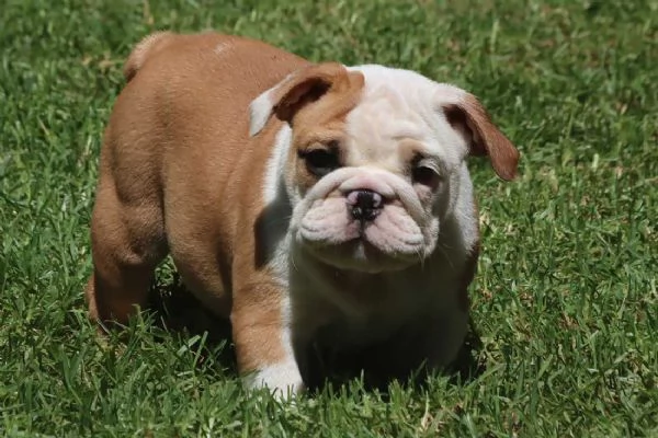 Cuccioli Bulldog Inglese con Pedigree | Foto 2