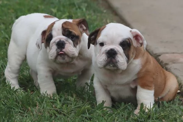 Cuccioli Bulldog Inglese con Pedigree