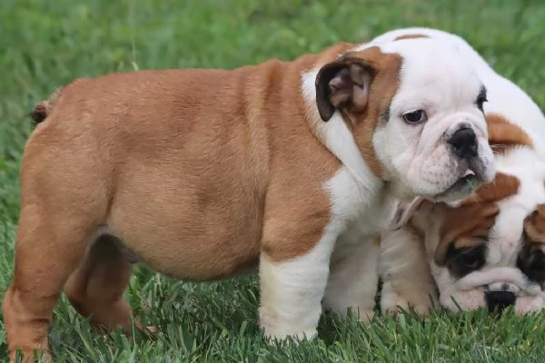 Cuccioli Bulldog Inglese con Pedigree | Foto 1