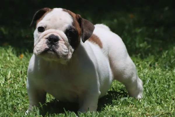 Cuccioli Bulldog Inglese con Pedigree | Foto 0