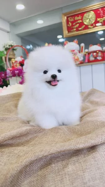 cuccioli di Pomerania soffici in cerca di adozione | Foto 1