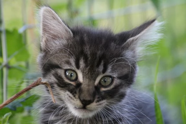 5 dolcissimi cuccioli tigrati meticci di 2 mesi | Foto 2