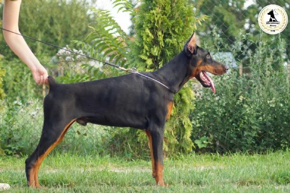 Cuccioli di Doberman