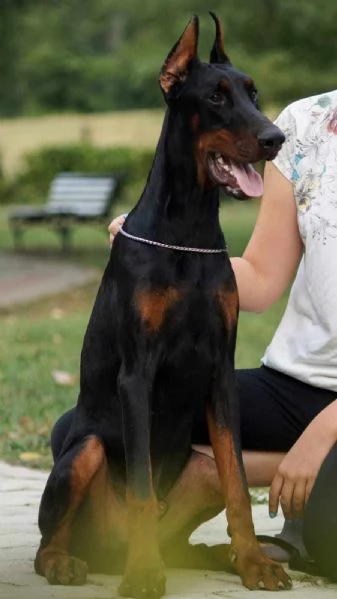 Cuccioli di Doberman | Foto 4