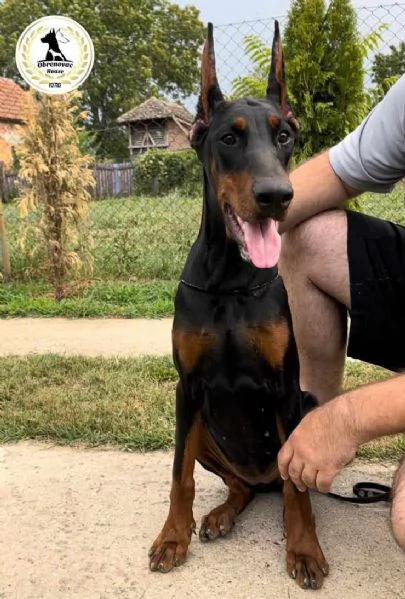 Cuccioli di Doberman | Foto 3