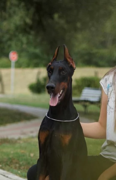 Cuccioli di Doberman | Foto 1