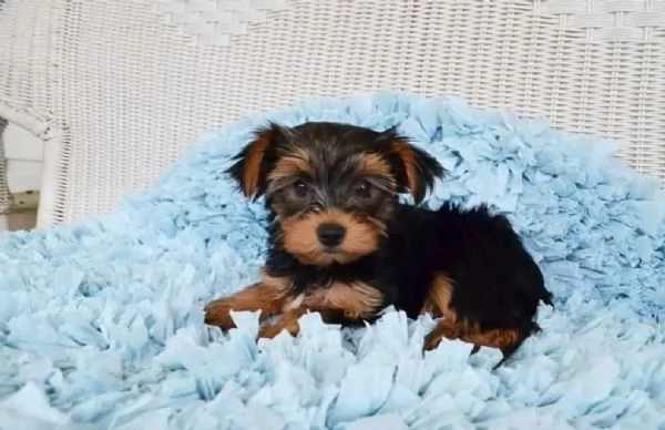 Cuccioli di Yorkie Teacup affascinanti