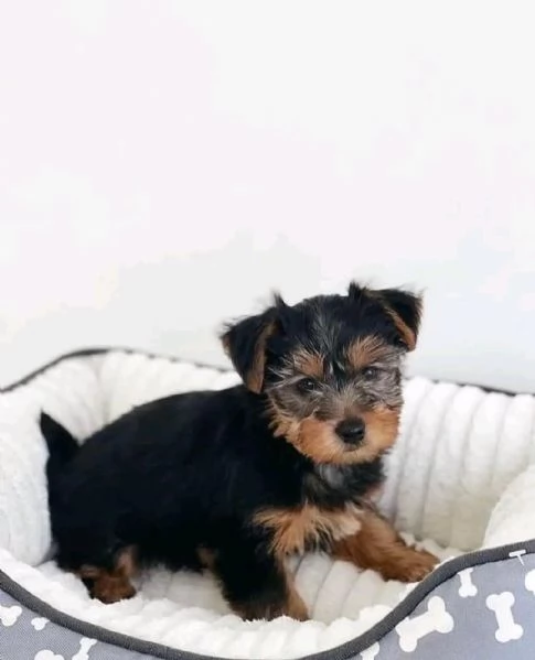 Cuccioli di Yorkie Teacup affascinanti