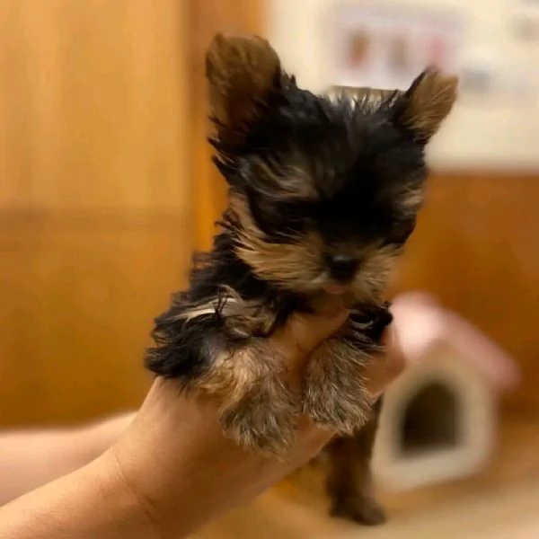 Cuccioli di Yorkie Teacup affascinanti