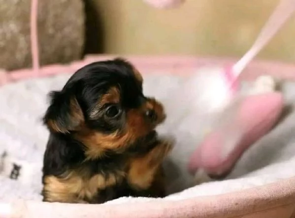 Cuccioli di Yorkie Teacup affascinanti