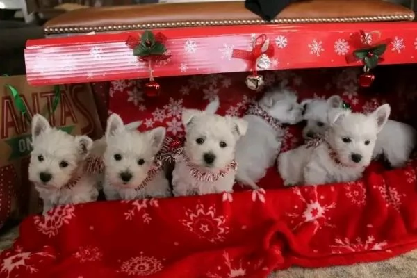 Cuccioli di West Highland White Terrier