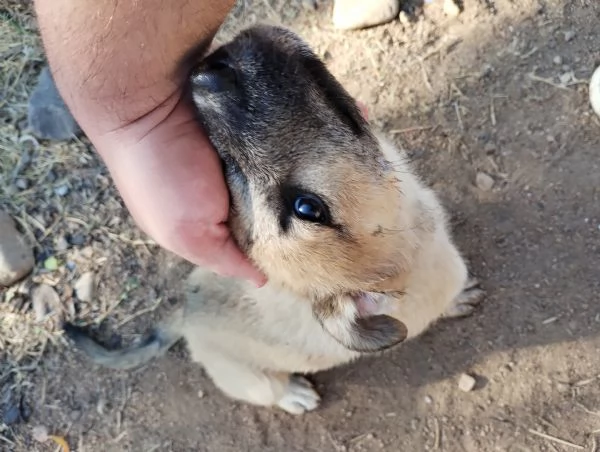 regalo cucciolo meticcio taglia mediogrande | Foto 0