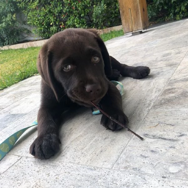 Cuccioli di Labrador Retriever maschi e femmine | Foto 3