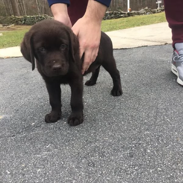 Cuccioli di Labrador Retriever maschi e femmine