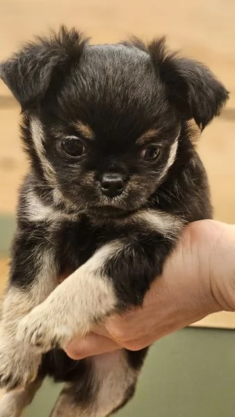 Cuccioli di Chihuahua con pedigree  | Foto 4