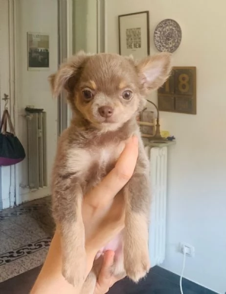 Cuccioli di Chihuahua con pedigree  | Foto 0