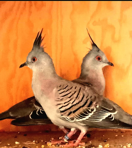 Tortore Australiane dal Ciuffo 