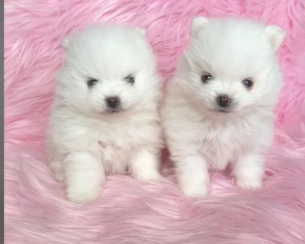 4 Pomerania