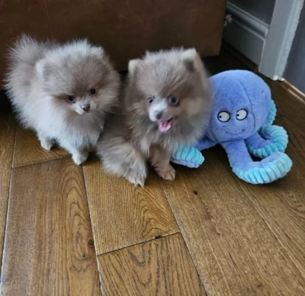 Cucciolo di pomerania russa