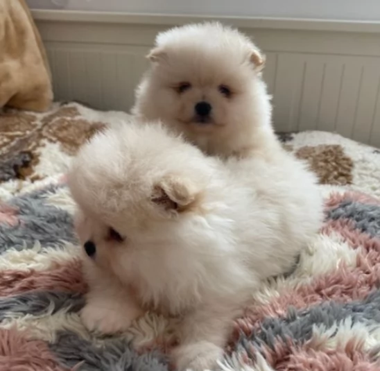 spitz cuccioli di pomerania toy | Foto 1