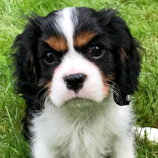 bellissimi cuccioli di cavalier king charles spaniel | Foto 3