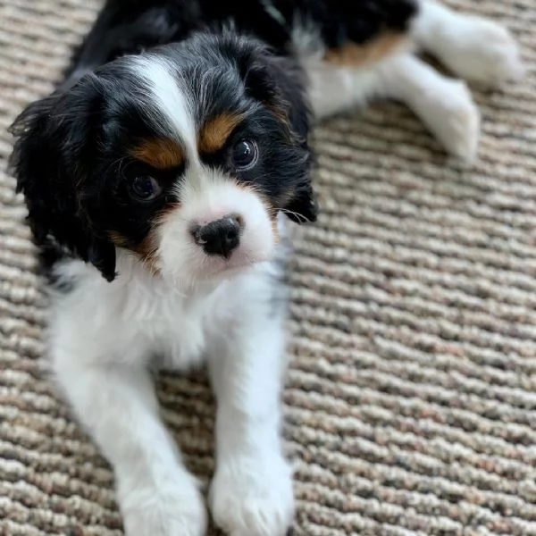 bellissimi cuccioli di cavalier king charles spaniel