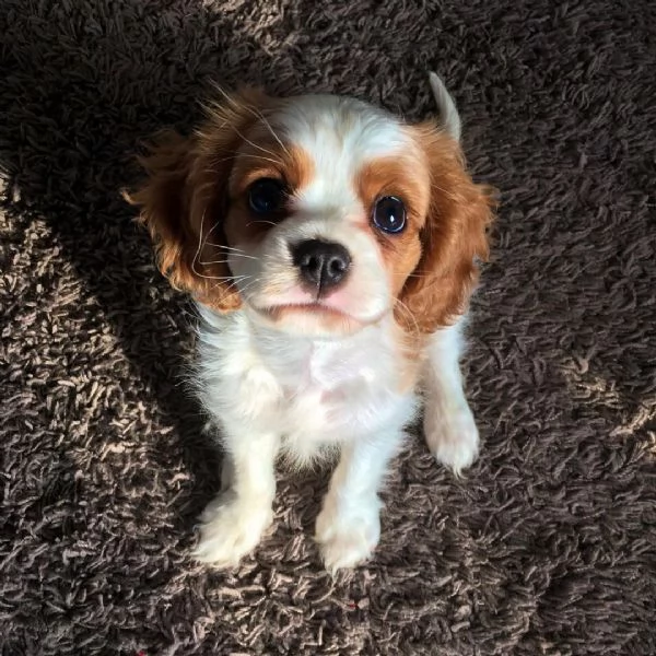 bellissimi cuccioli di cavalier king charles spaniel | Foto 0