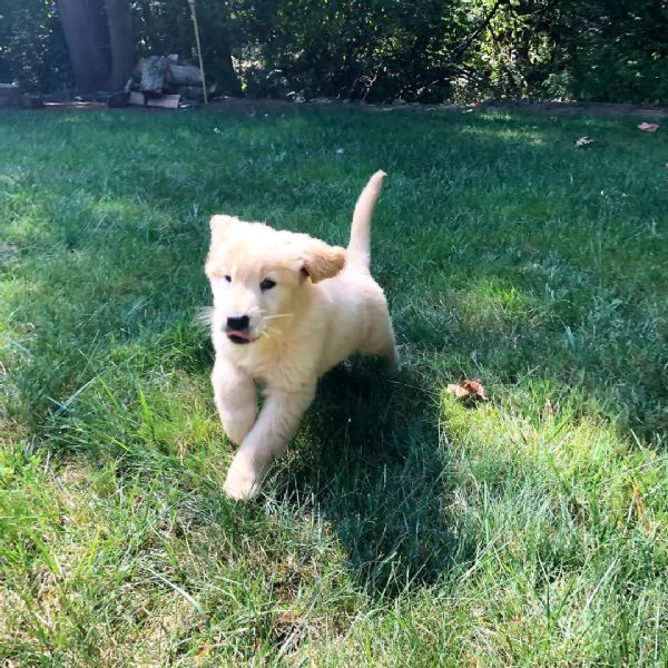 Cuccioli di Golden Retriever maschi e femmine | Foto 1