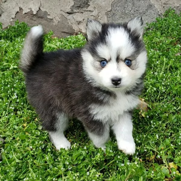 Bellissimi cuccioli di Pomsky di taglia giocattolo | Foto 3