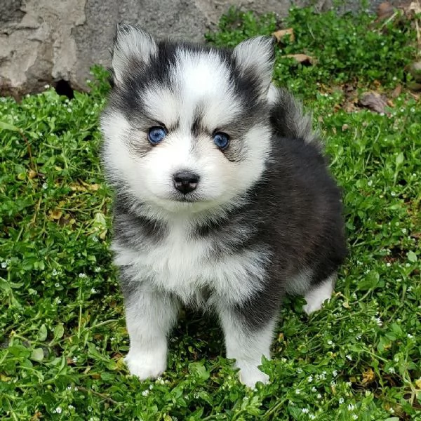 Bellissimi cuccioli di Pomsky di taglia giocattolo | Foto 2