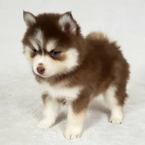 Bellissimi cuccioli di Pomsky di taglia giocattolo | Foto 0