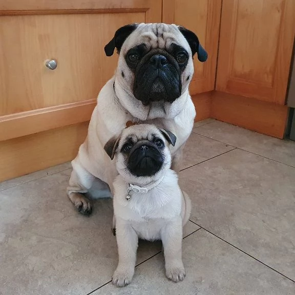 Cuccioli di carlino nero e fulvo in vendita | Foto 6