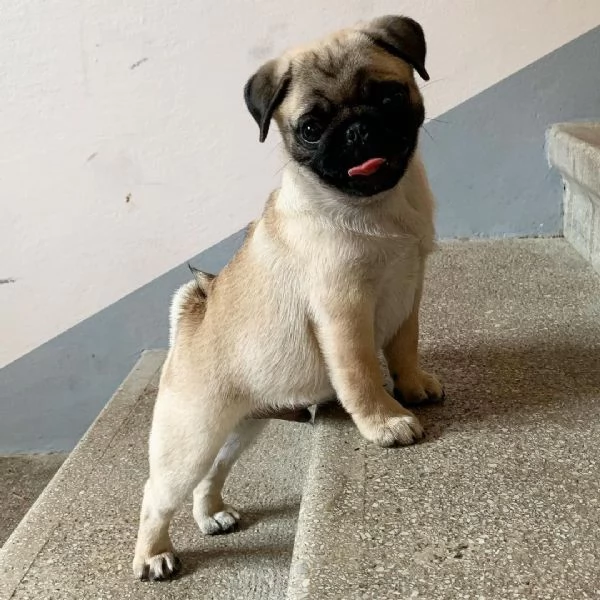 Cuccioli di carlino nero e fulvo in vendita | Foto 5