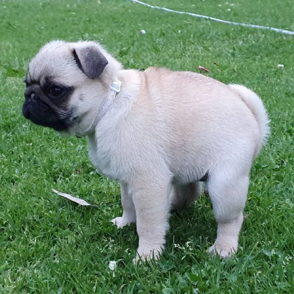 Cuccioli di carlino nero e fulvo in vendita | Foto 1