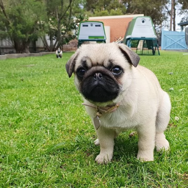 Cuccioli di carlino nero e fulvo in vendita | Foto 0