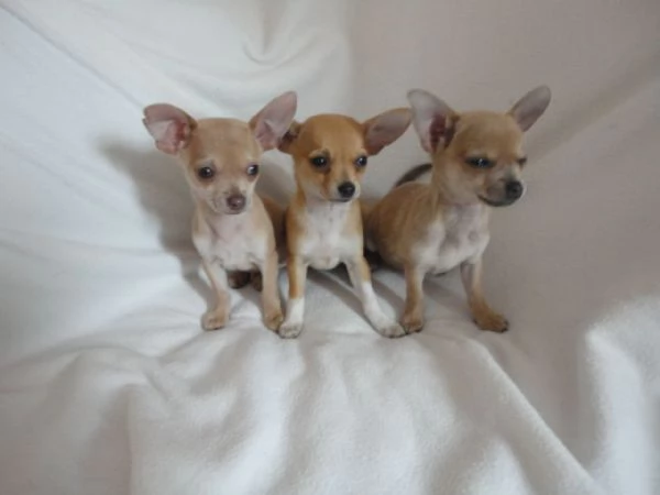 Cuccioli di Chihuahua Toy maschi e femmine