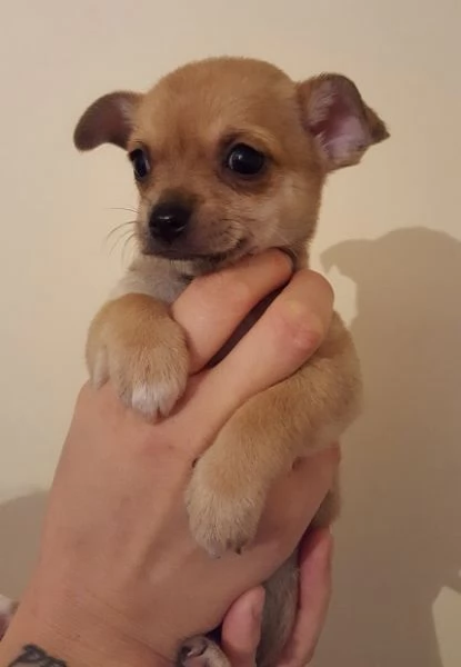 Cuccioli di Chihuahua Toy maschi e femmine | Foto 0