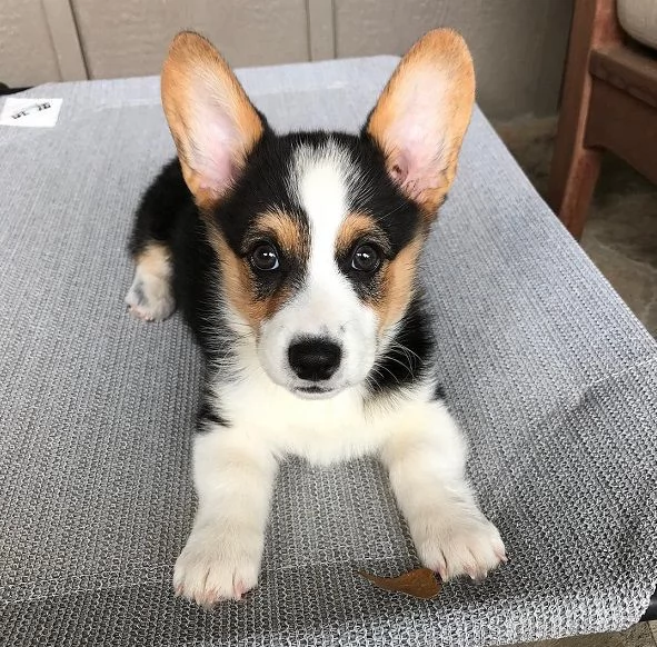 Cuccioli di Pembroke Welsh Corgi maschi e femmine  | Foto 5