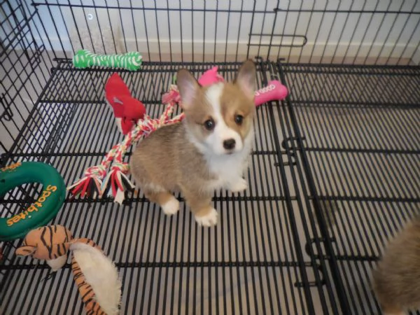 Cuccioli di Pembroke Welsh Corgi maschi e femmine  | Foto 4