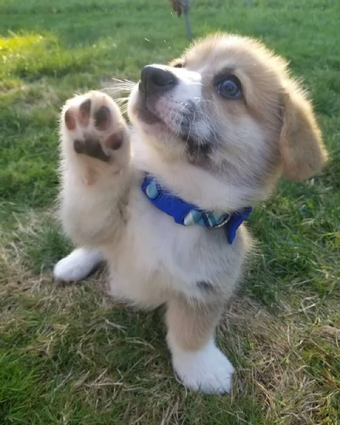 Cuccioli di Pembroke Welsh Corgi maschi e femmine  | Foto 1