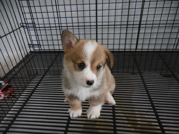 Cuccioli di Pembroke Welsh Corgi maschi e femmine  | Foto 0