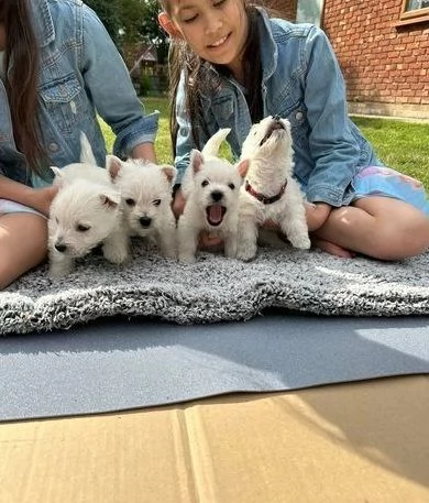 bellissimi cuccioli di West Highland Terrier pronti per partire