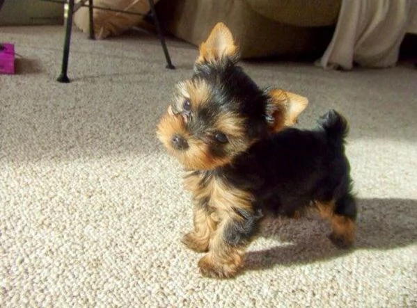 Cuccioli di Yorkshire Terrier Teacup pronti ora