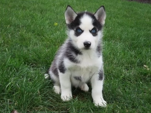 Cuccioli di husky siberiano pronti ora | Foto 3