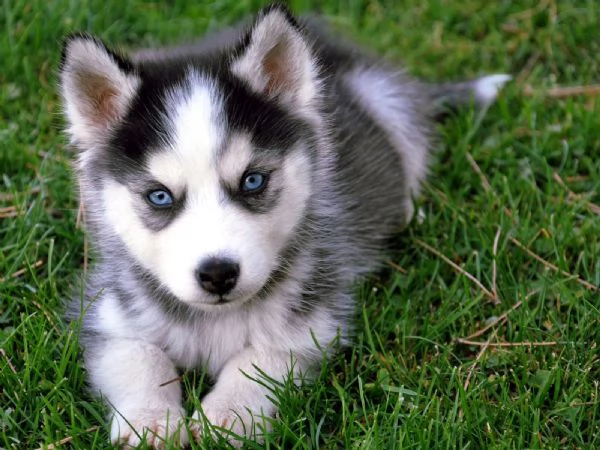 Cuccioli di husky siberiano pronti ora