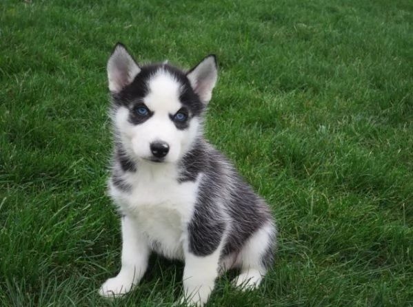 Cuccioli di husky siberiano pronti ora | Foto 1